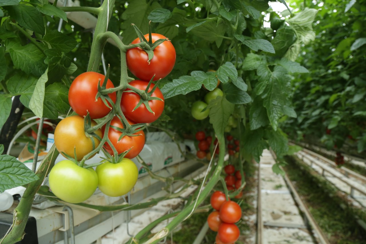 Vertikale Landwirtschaft schien eine großartige Idee zu sein, wird jedoch energieineffizient