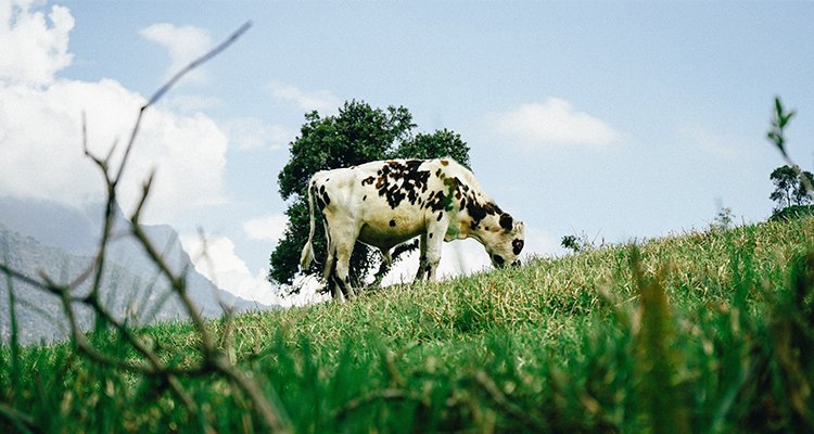 Die Europäische Kommission genehmigte 31 Millionen Euro für Kroatien für staatliche Beihilfen in der Tierhaltung und Pflanzenproduktion