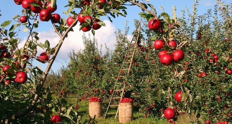Minister’s Son Initiates Foreclosure: Orchard for Sale at 5.3 Million Euros