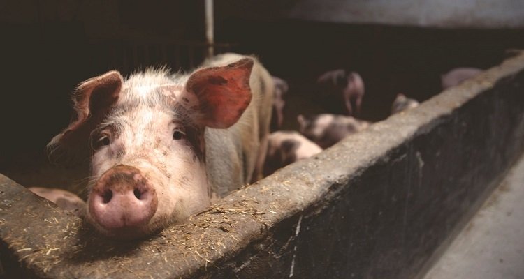 Der Schweinehaltungssektor in Kroatien hat seit dem EU-Beitritt Probleme