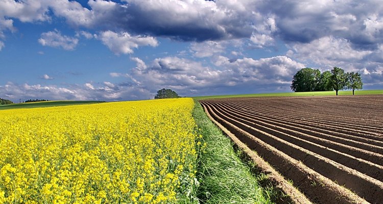 DZS veröffentlichte vorläufige Daten zu den durchschnittlichen Preisen von landwirtschaftlichem Boden, aber Immobilienmakler glauben, dass sie höher sind