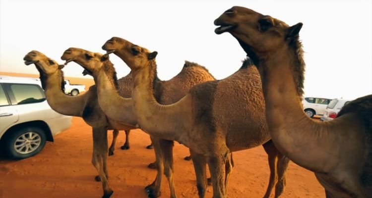 Neuer Markt: Das Kamelklon-Geschäft floriert in Dubai