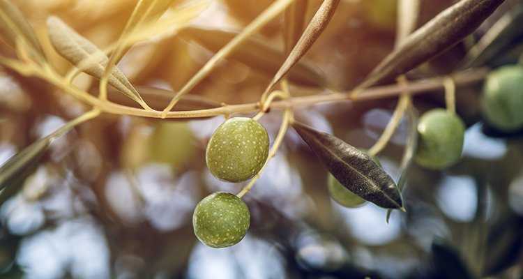 The Ministry of Agriculture Has Put a Balm on an Old Wound