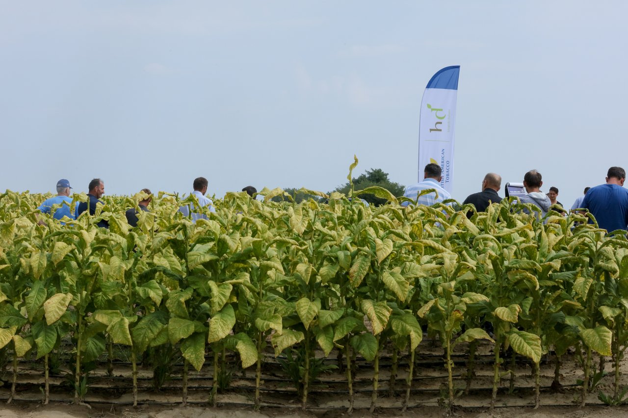 Kroatische Tabak zahlte Rekordbetrag von 93 Millionen Kuna an Produzenten