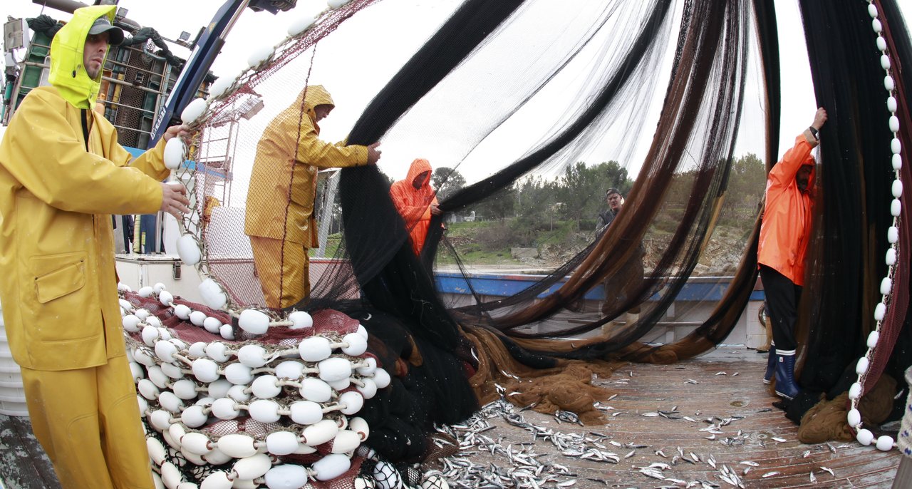 Fin de l&rsquo;injustice dans l&rsquo;Adriatique : Les quotas de capture pour les sardines et les anchois arrivent