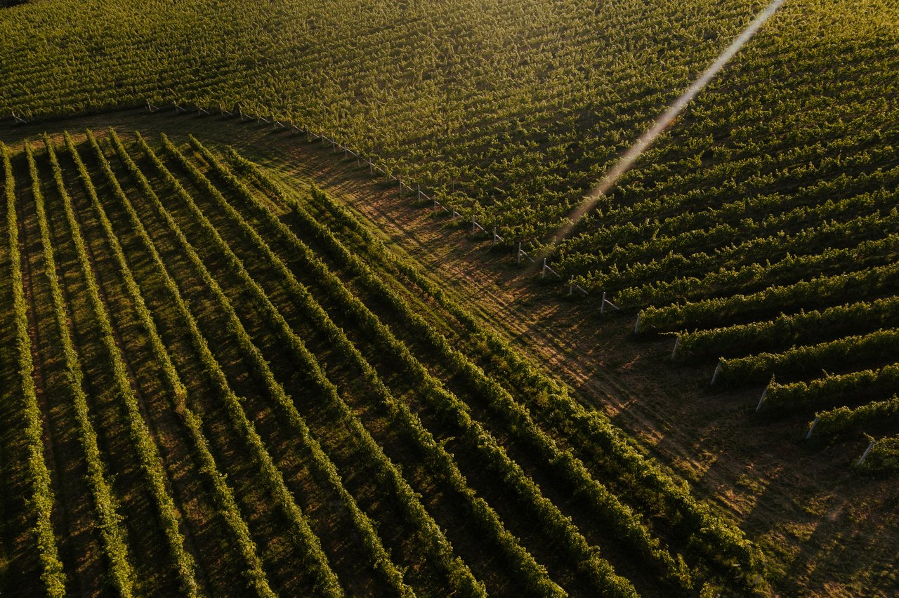 Investitionen in die Weinproduktion wachsen, aber der Markt benötigt Regulierung