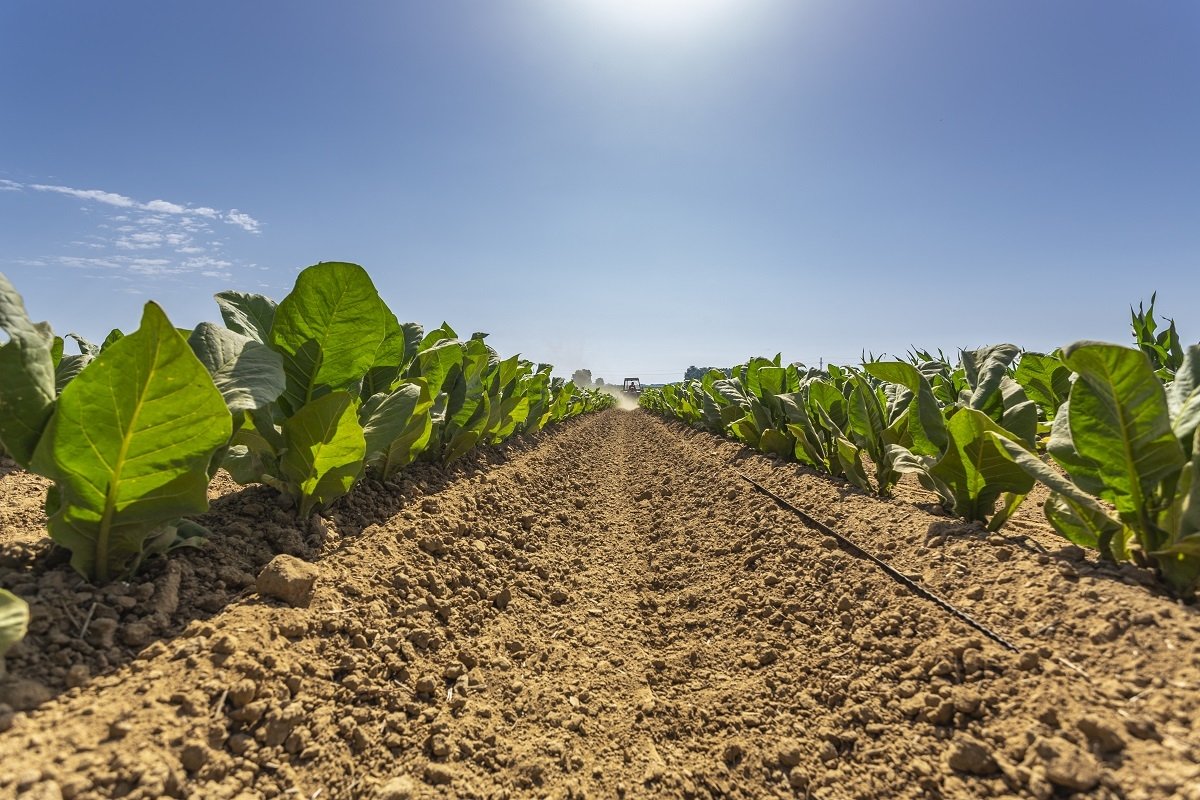 Kroatischer Tabak kaufte 35 Prozent mehr Tabak als im letzten Jahr, Produktionswert stieg um mehr als 50 Prozent