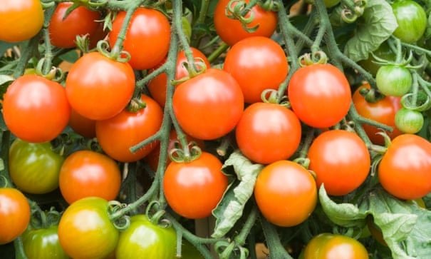 Podravka schließt die Tomatenverarbeitungsanlage in Umag, Produktion zieht nach Kalnik um