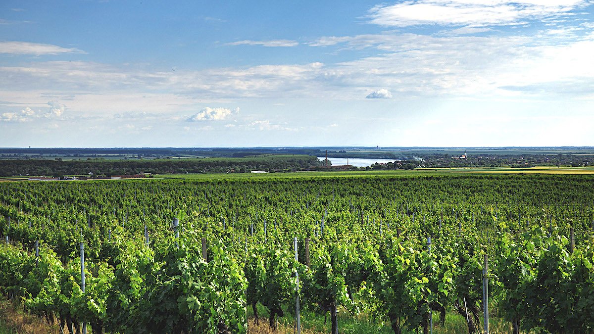 In Croatia, 690 thousand hectares of vineyards are infected with golden yellowing