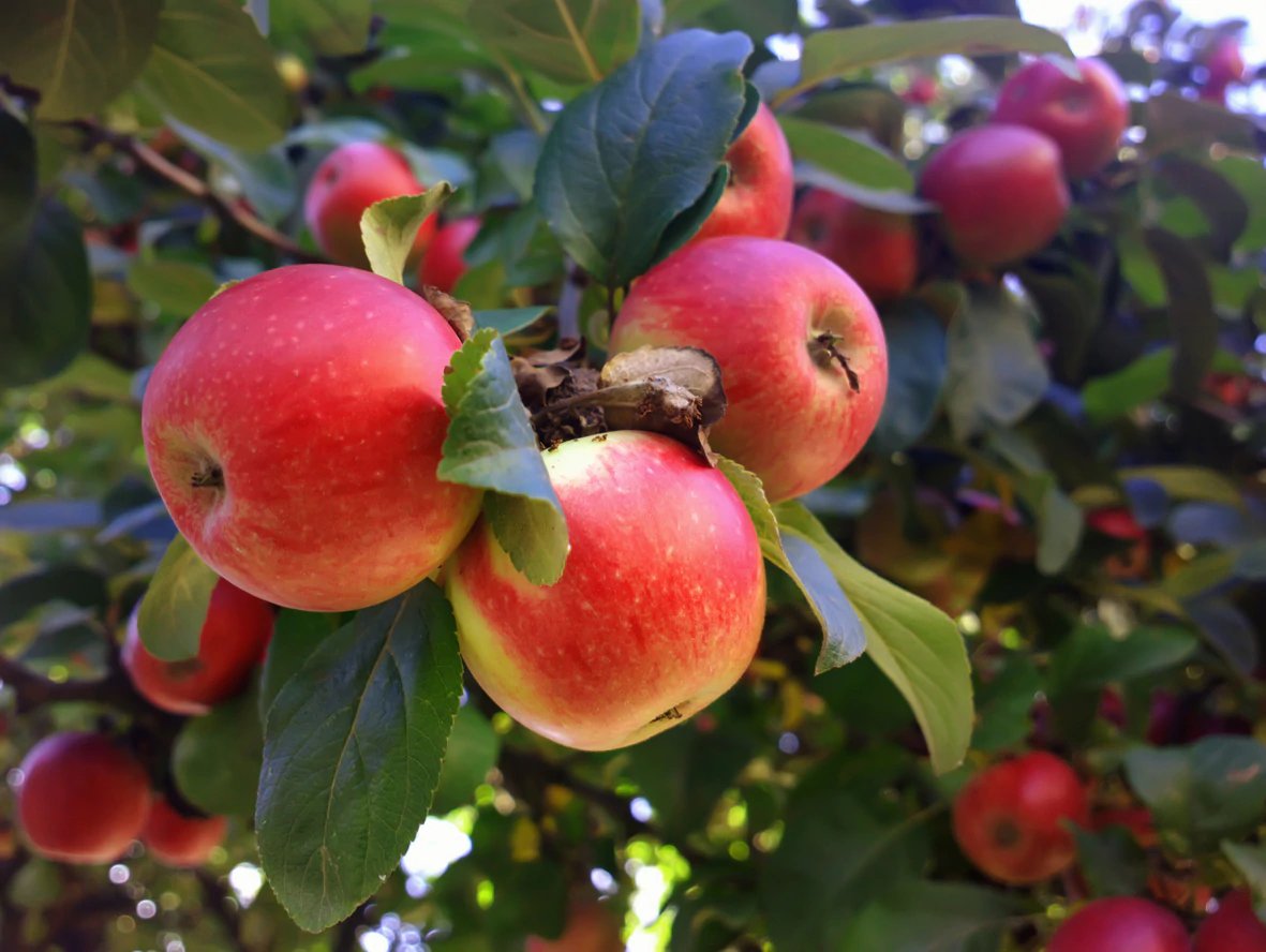 There is no ‘pesticide cocktail’ or neurotoxins in Croatian apples