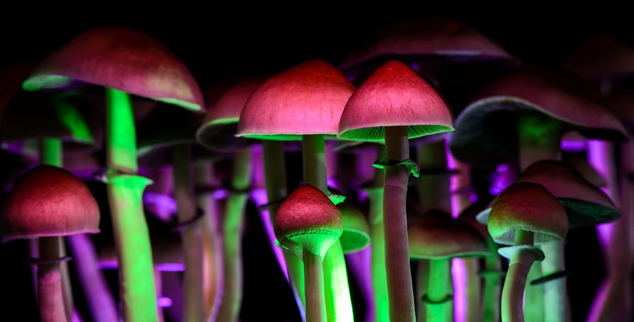 <p>mushrooms - psilocybe</p>