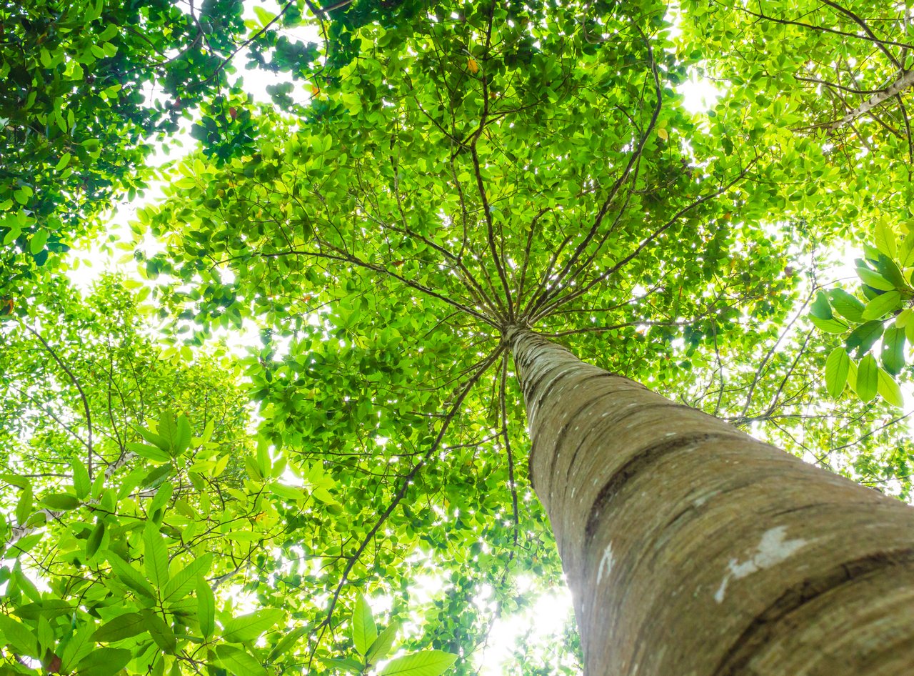 EU verhindert Abholzung durch neue Verpflichtungen für Unternehmer