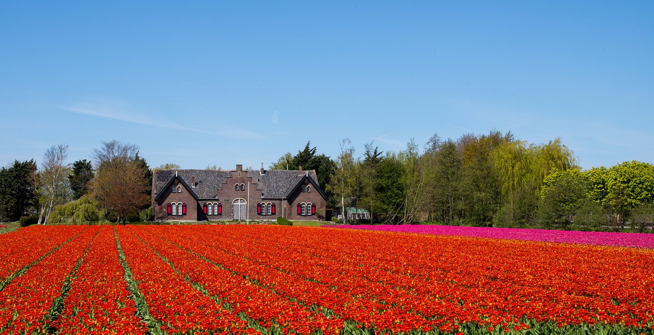 Genetische Modifikation ist nicht mehr schlecht, aber genetisches Editieren ist besser
