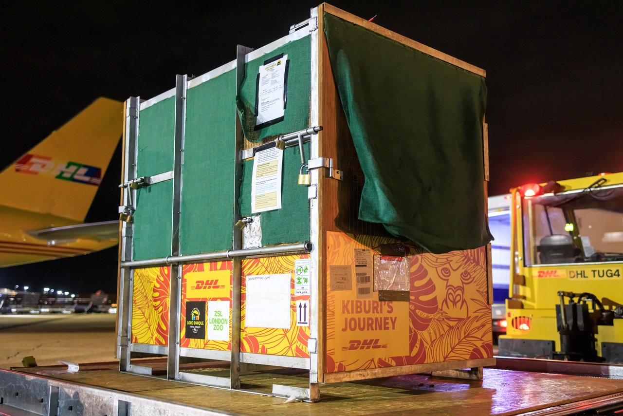 Sonderlieferung: DHL sichert den Lufttransport für Gorilla Kiburi zu ihrem neuen Lebensraum im Londoner Zoo, pünktlich zu Weihnachten!