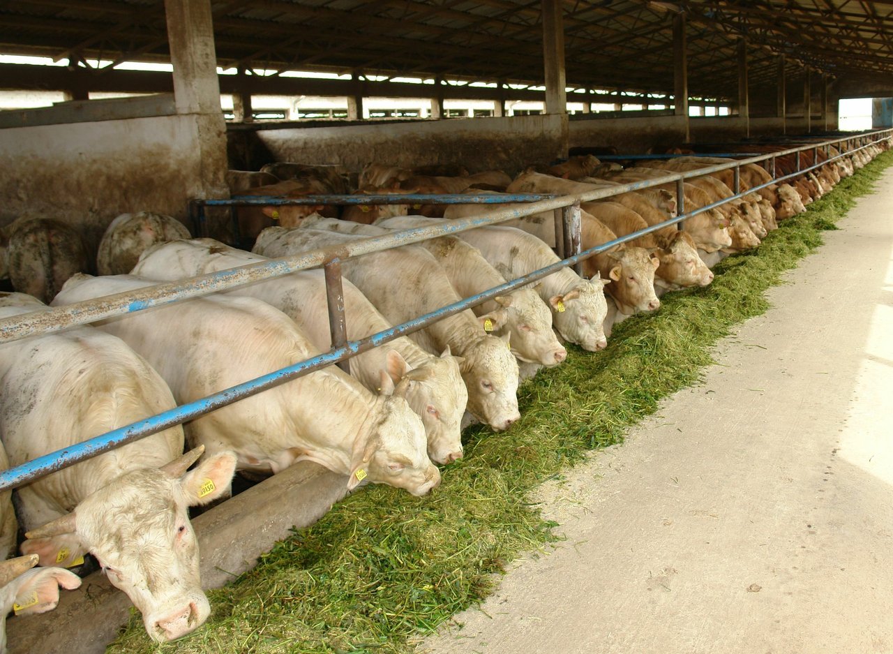 Baby Beef: Rinderzüchter tragen einen Teil der Schuld für Verluste