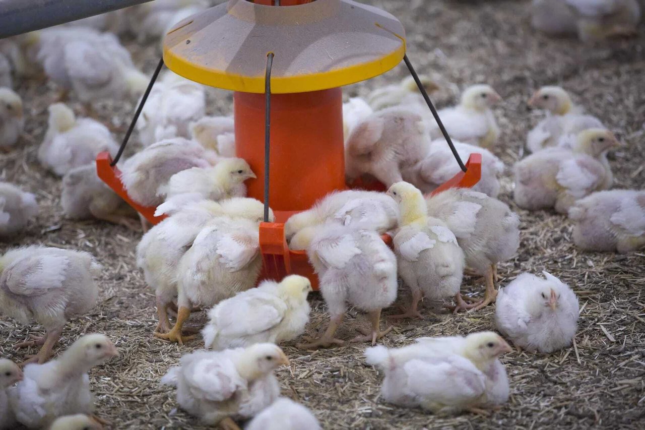 Geflügelzüchter suchen Hilfe beim EU-Parlament und der EK aufgrund angekündigter ukrainischer Mega-Investitionen