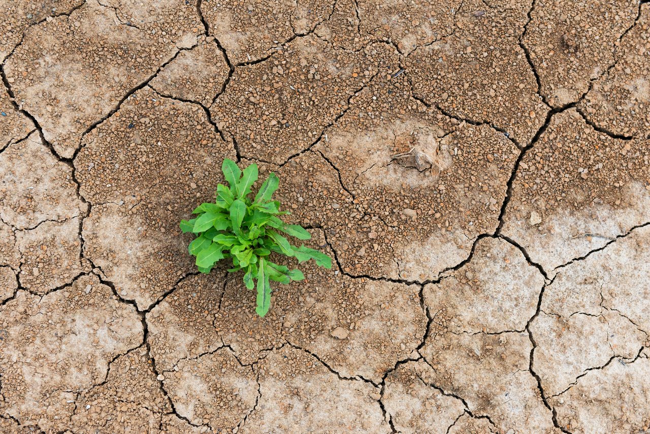 Die Weltbank stellte im letzten Jahr 31,7 Milliarden Dollar für den Aufbau von Klimaanpassungsfähigkeit zur Verfügung, hauptsächlich in Form von Krediten