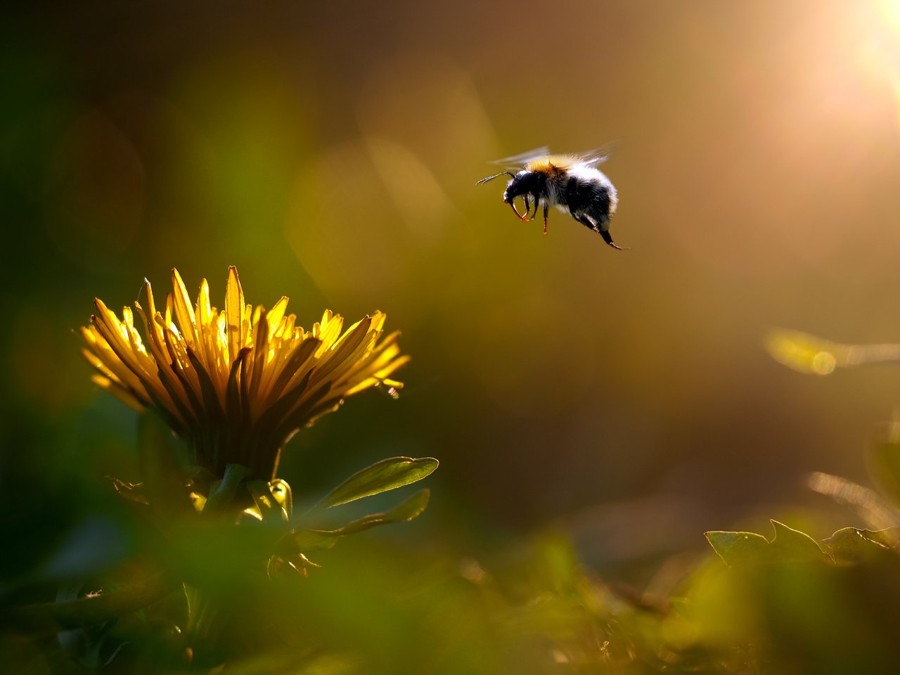 Die globale Wirtschaft ist wie eine Hummel – Sie fliegt, wenn sie es nicht sollte