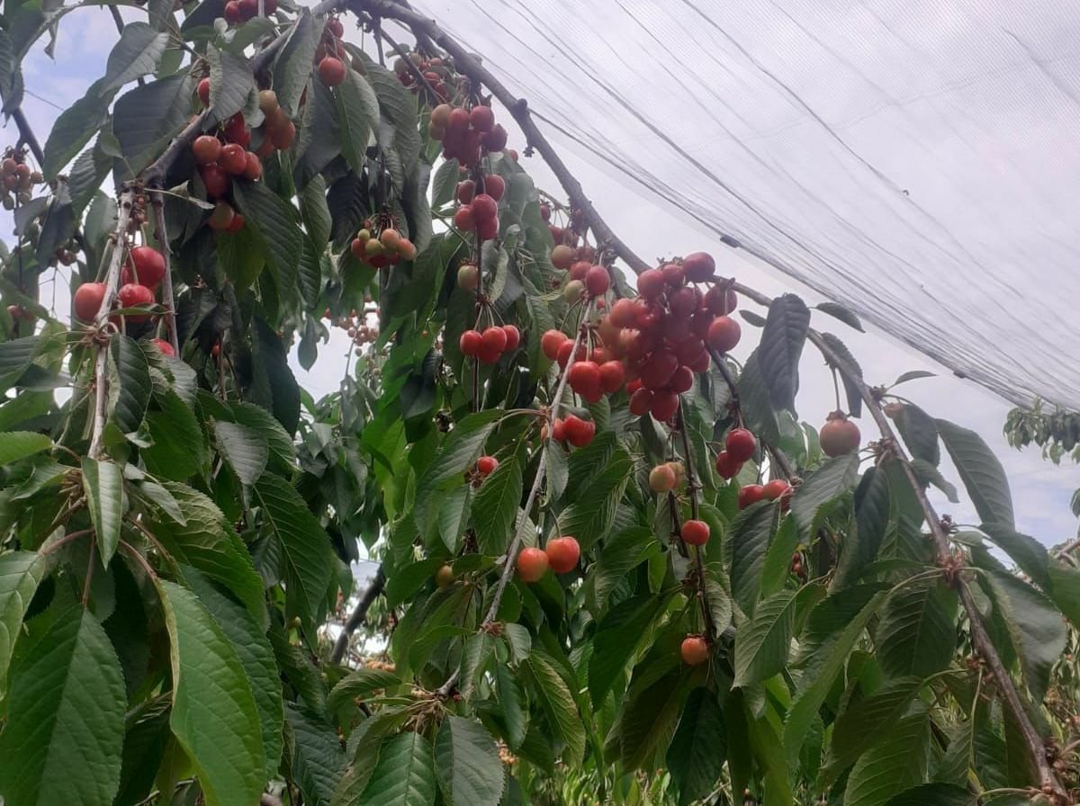 Pourquoi les cerises sont-elles chères et quelle est la rentabilité de leur production