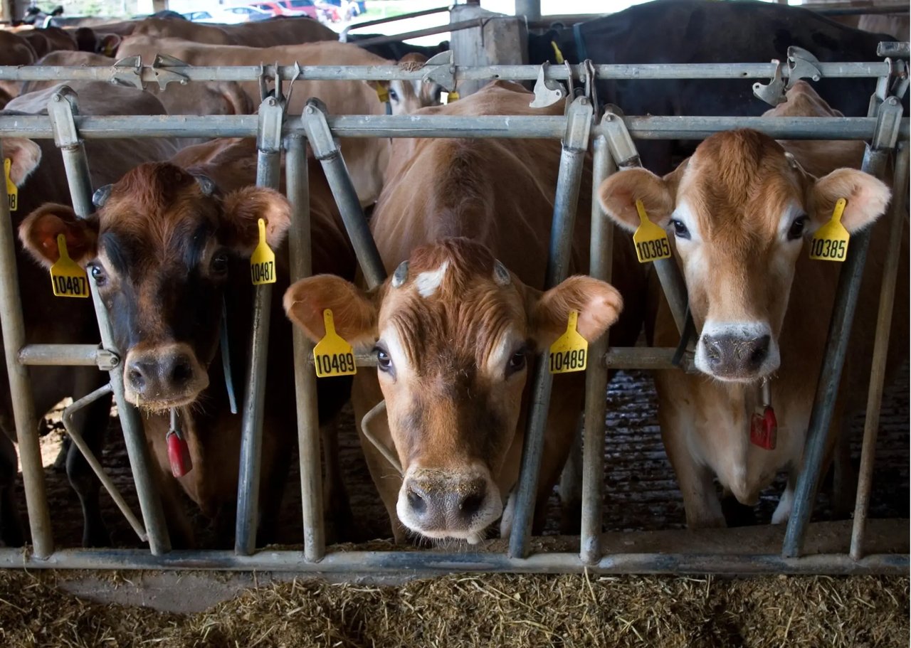 Cattle Feeders Satisfied with Last Year’s Business, but Profit Will Be Hard to Achieve