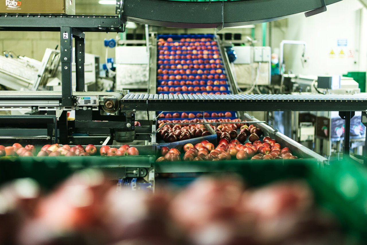 <p>Jabuke tvrtke Rabo</p>