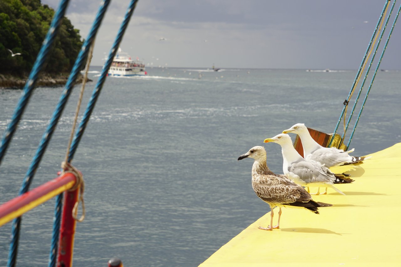Relikte jener Zeiten: Möwen sind ausgestorben, die Tuks bleiben Tuks
