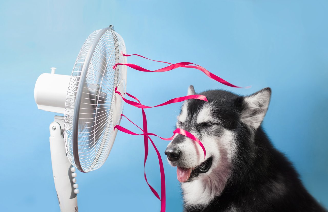 Passive Cooling: It Can Be Done Without Air Conditioning