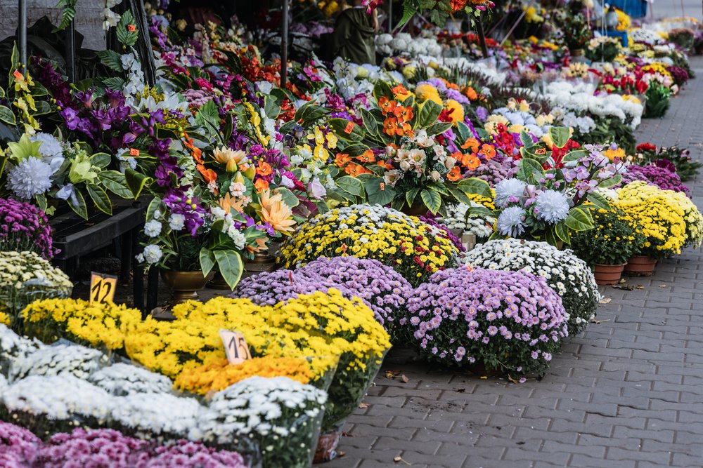 Aufgrund steigender Kosten sind Blumen für Allerheiligen um bis zu 30 Prozent teurer
