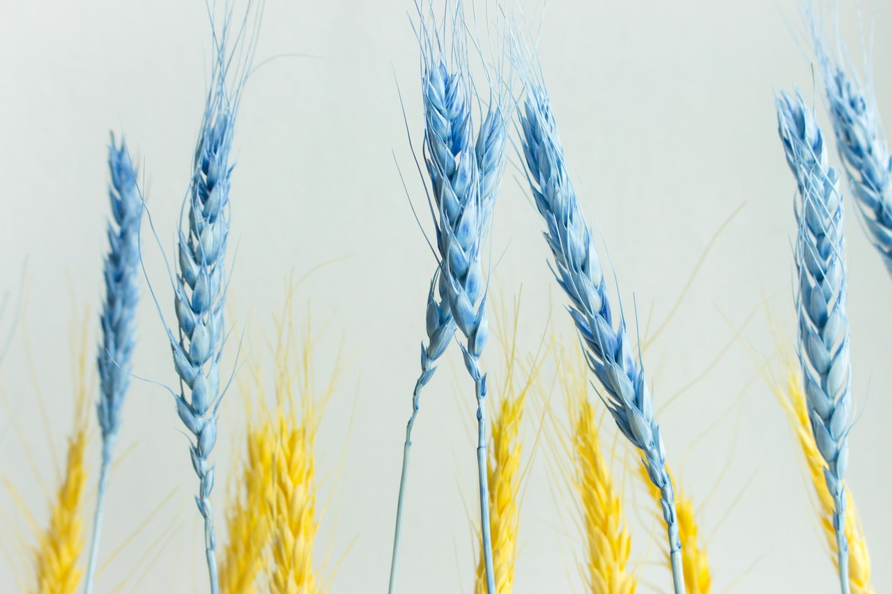 Ukrainische Getreideverteilung unter EU-Mitgliedern