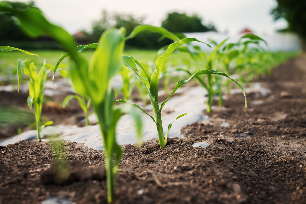 Rohstoffmärkte: Hedgefonds setzen auf fallende Preise von Rohstoffen wie Mais, Weizen und Sojabohnen