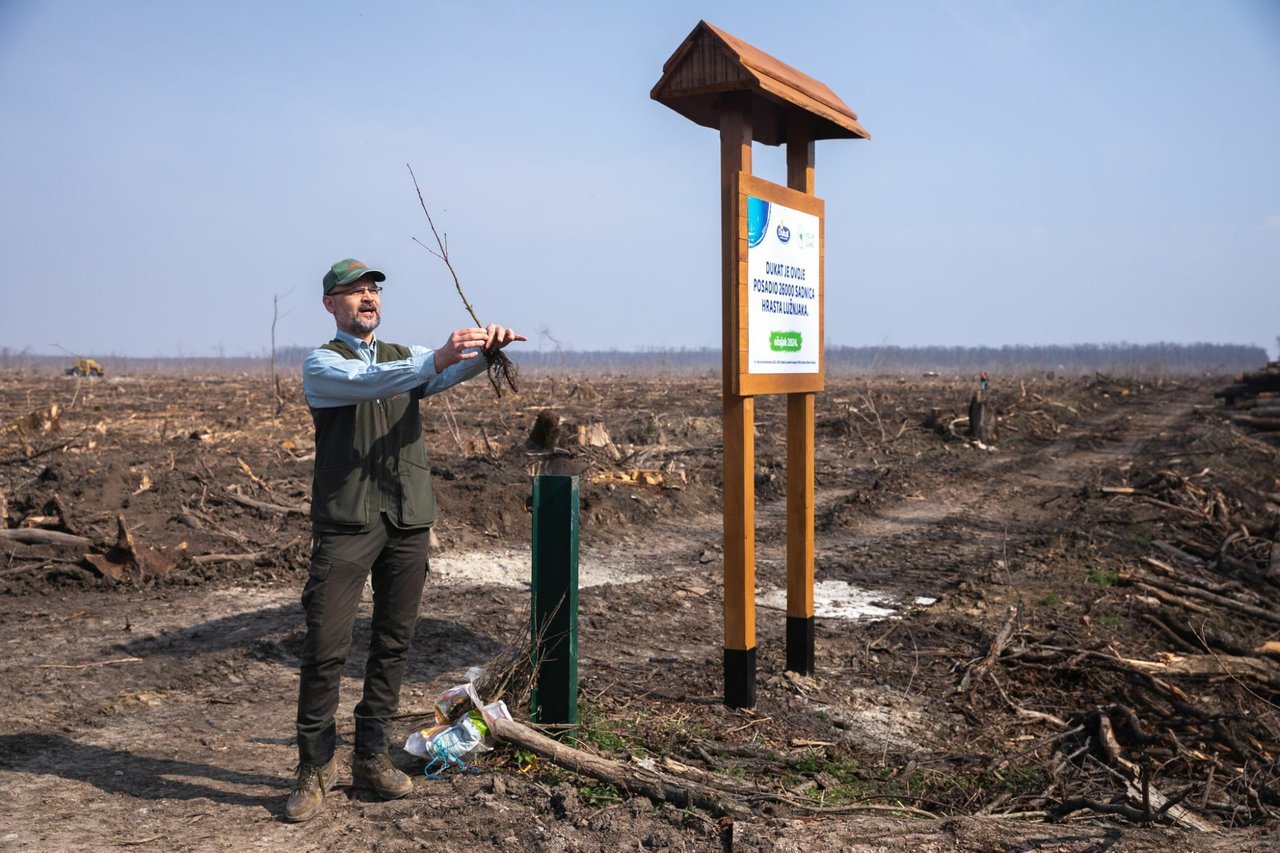 Spačva-Wald, der im Sturm des letzten Jahres verwüstet wurde, mit 26.000 Setzlingen der Traubeneiche wiederhergestellt