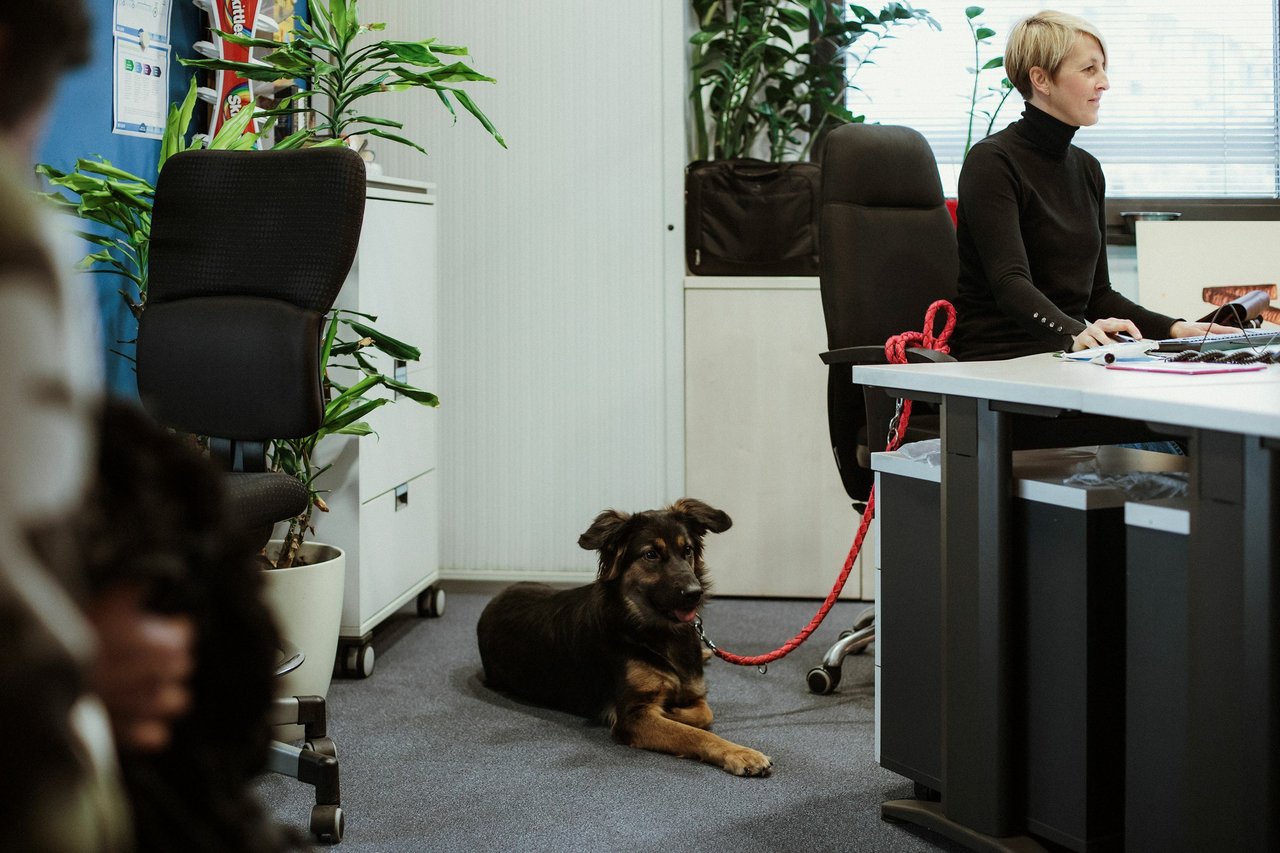 Haustierfreundliche Büros: So passen Sie den Arbeitsplatz für Haustiere an