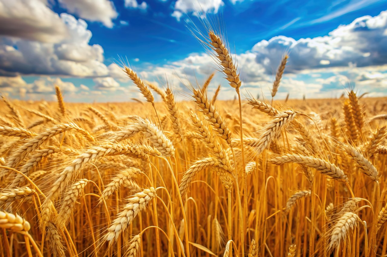 Institut Agricole d&rsquo;Osijek en Difficulté : Les Pertes Augmentent, Les Exportations Baissent