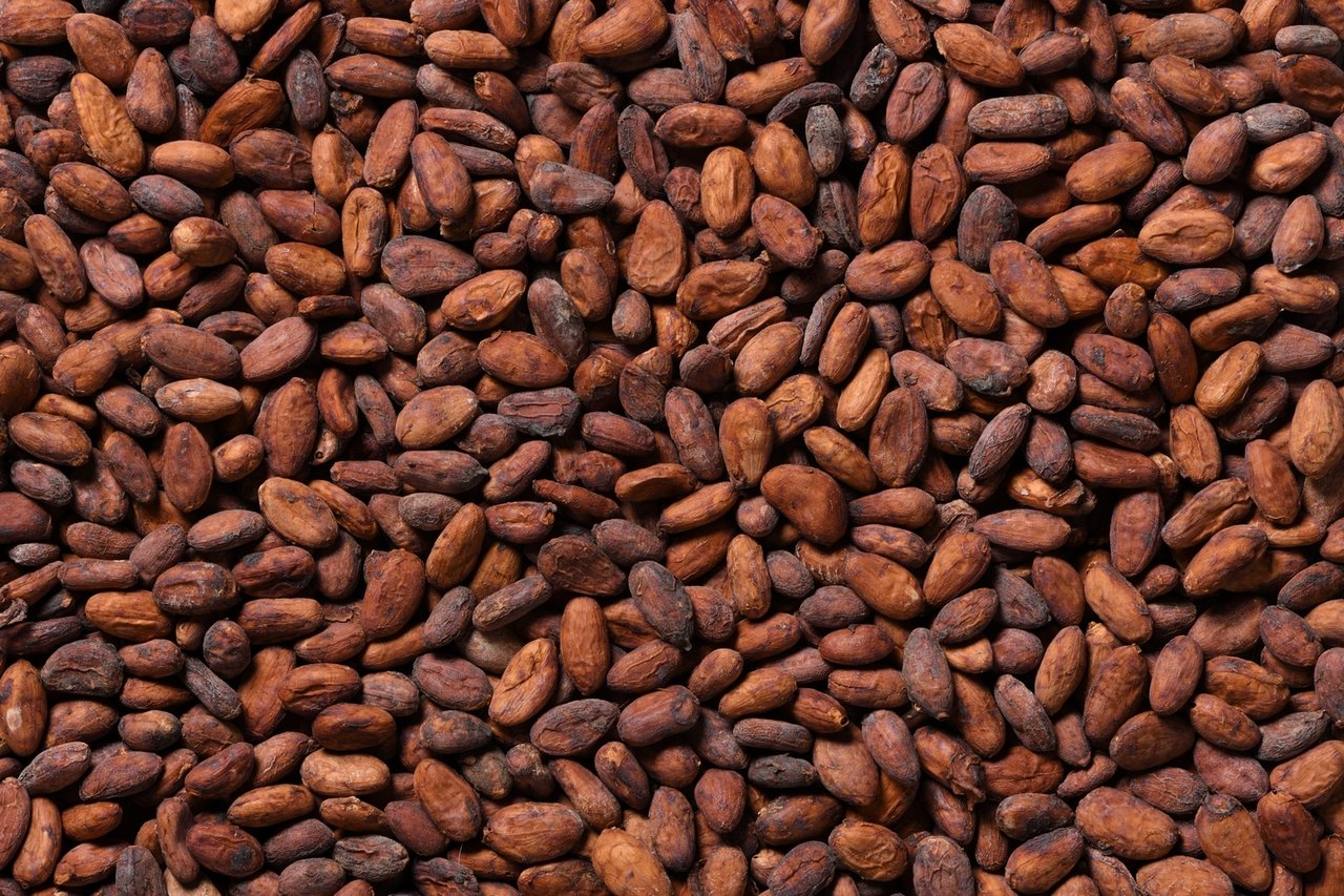 kakaovac zrno