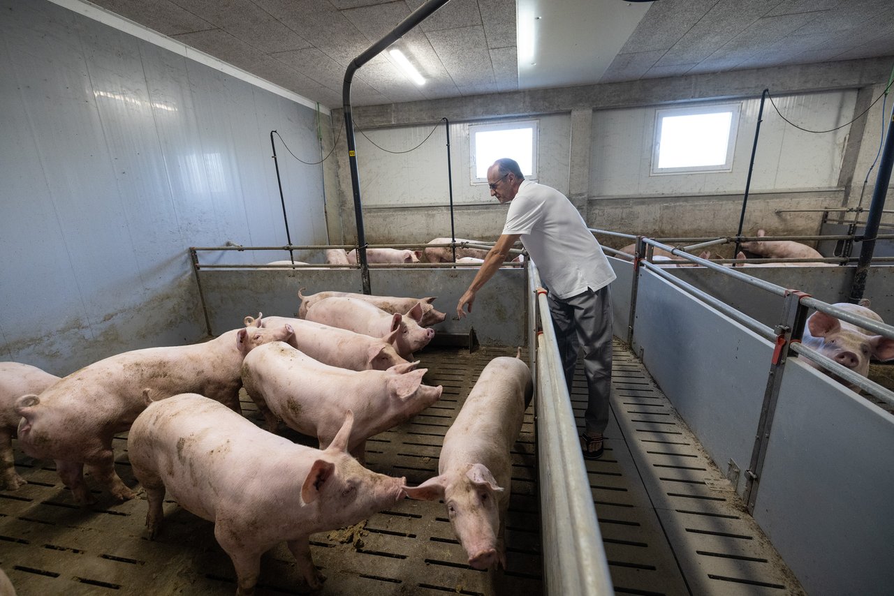 Schweinezüchter ‚verschenkte‘ 50 Tausend Euro aufgrund einer nicht existierenden Stromleitung