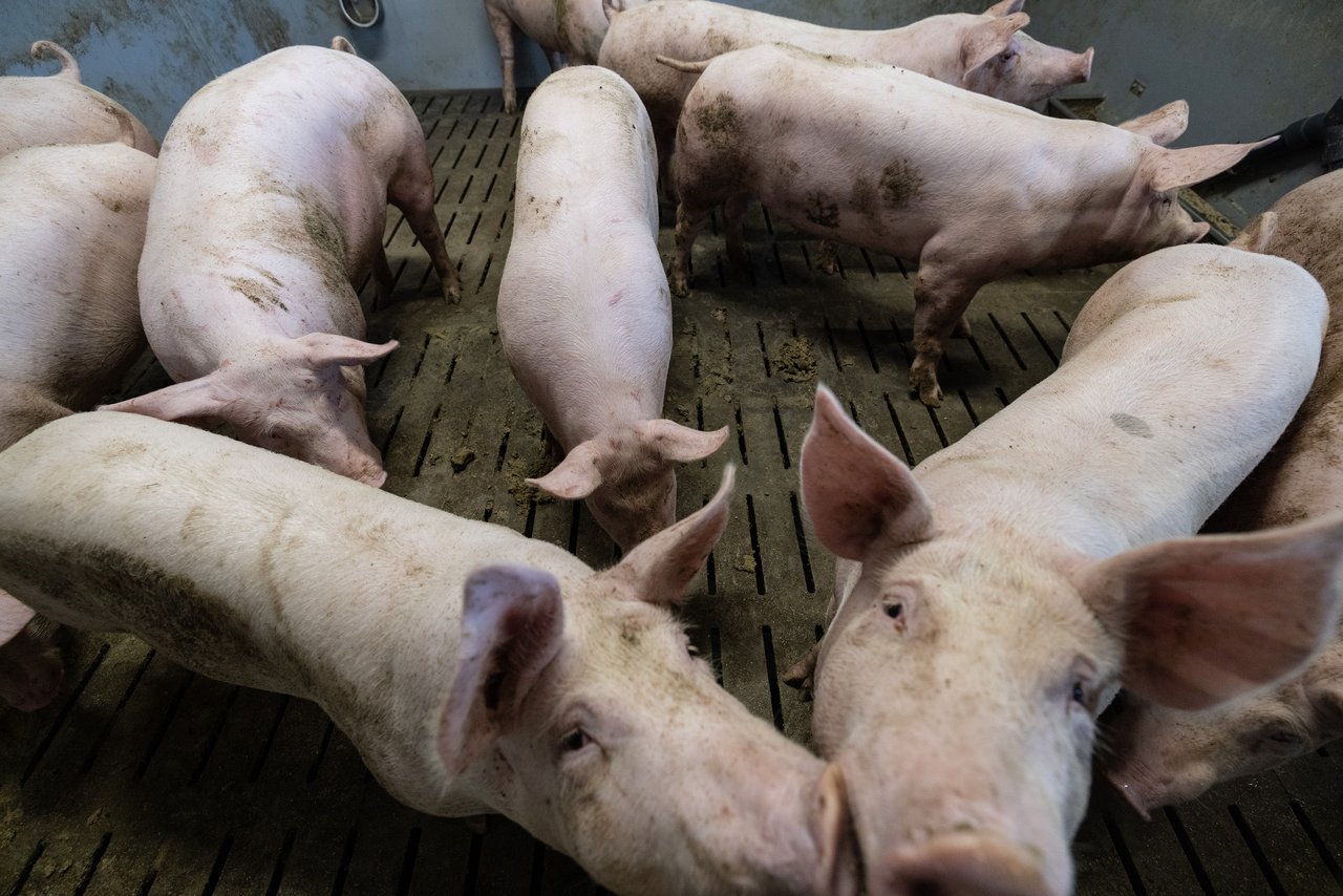 HPK Appelle à une Action Urgente en Raison de la Menace sur l&rsquo;Élevage Porcin