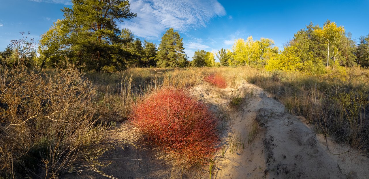 EUDR verhindert nicht die Rodung von Sträuchern auf landwirtschaftlichen Flächen