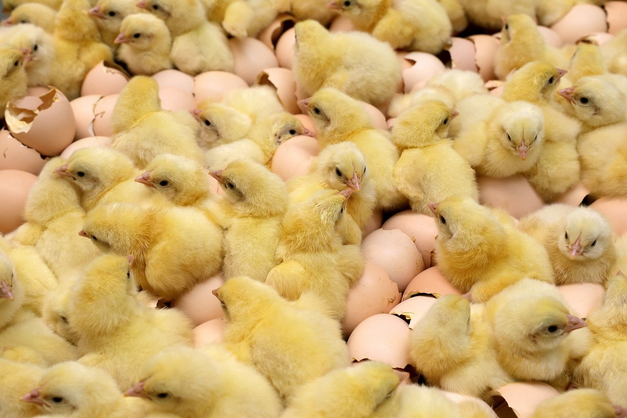 Thousands of chicks hatch monthly at Friščić hatchery, and then…