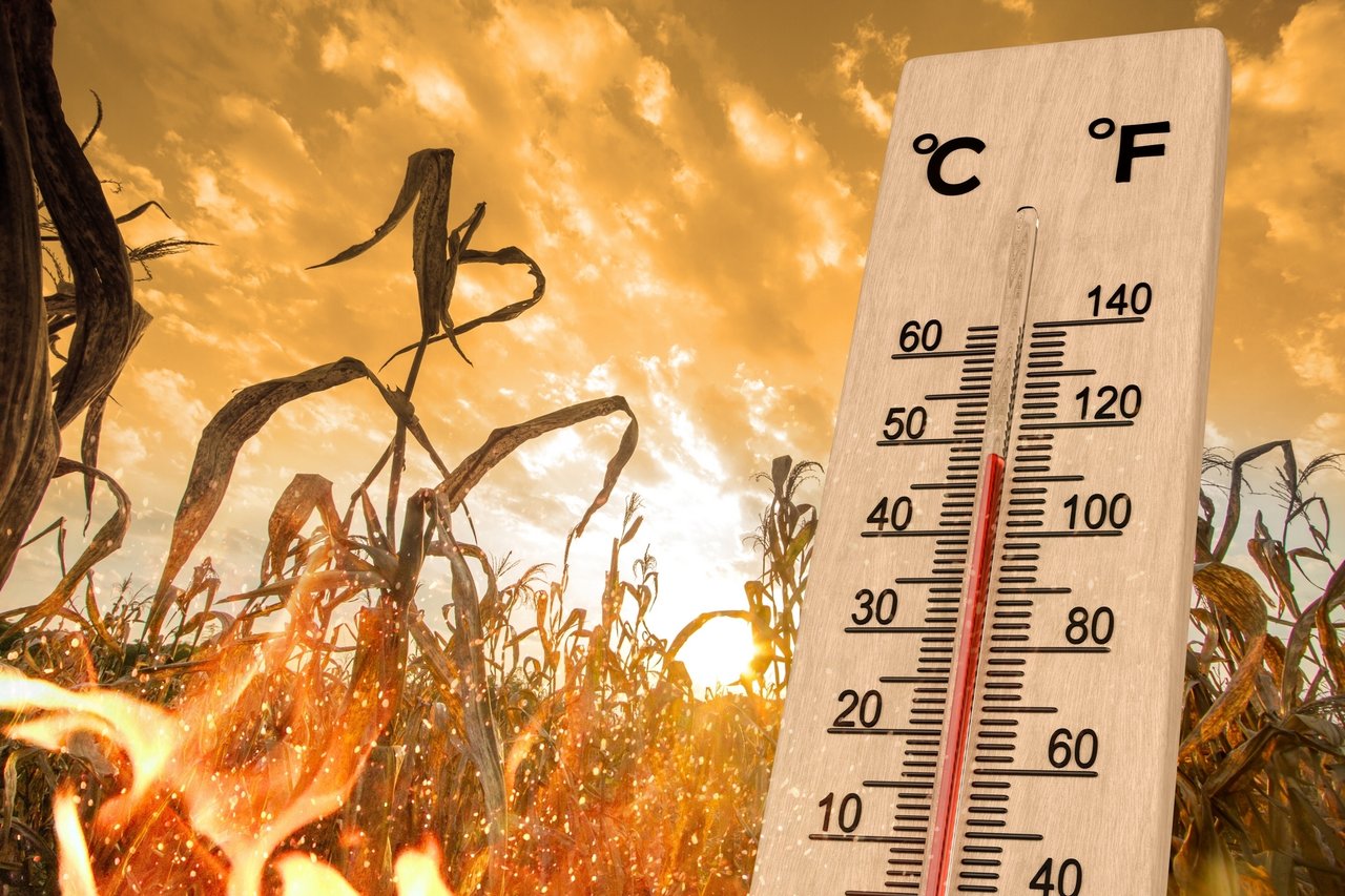 Premières Récoltes Décevantes : La Canicule en Europe Soulève des Alarmes sur le Marché Boursier