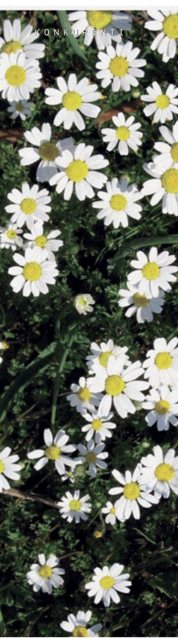 Multidisciplinarni pristup