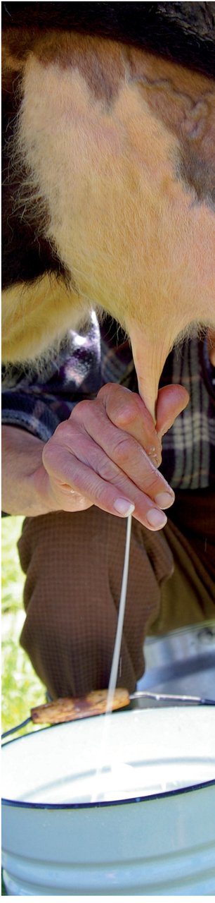 MLIJEKO Upozoravajuća tišina nadvila se nad farme