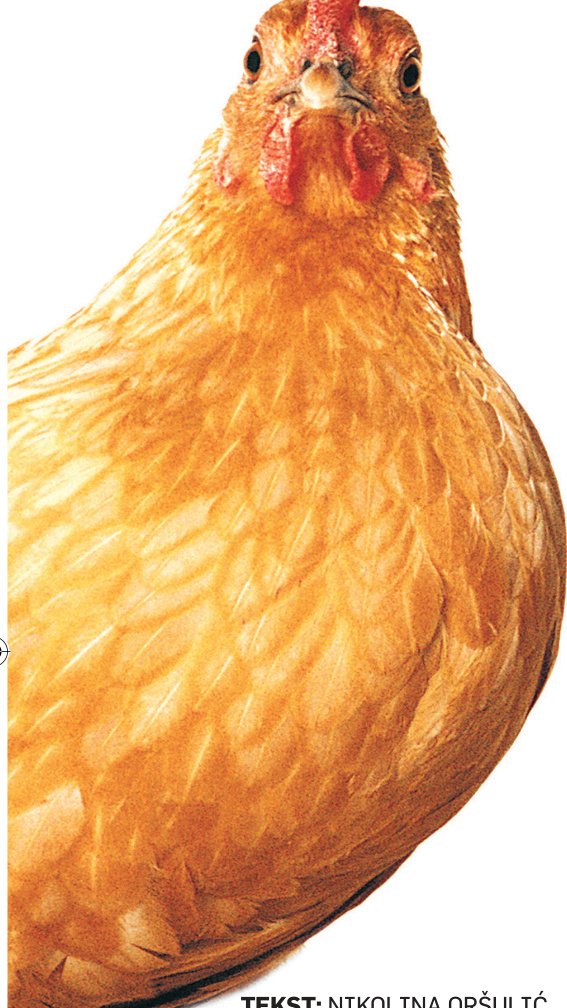 Legende o domesticiranju
